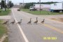crossing the road
