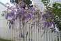 Wisteria in bloom, on fence